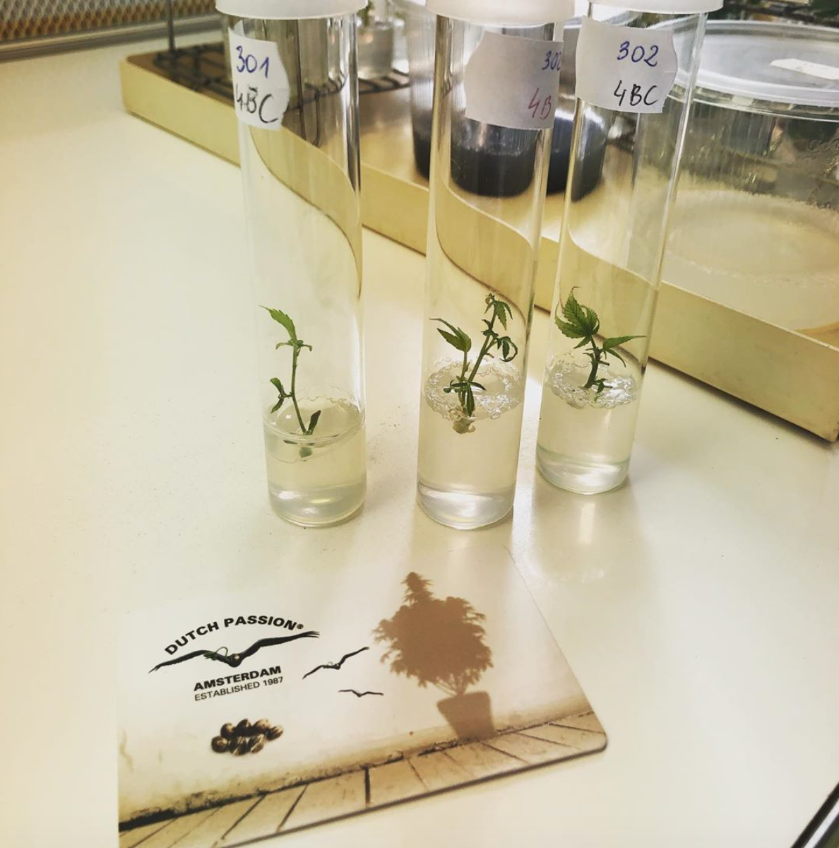 Dutch Passion cannabis genetics tissue culture research